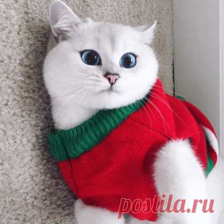 Знакомься, это Коби - кошка, которая обожает новогодние праздники 😺🎄