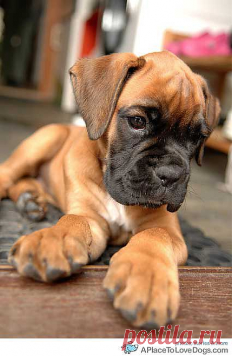 Boxer puppy, guarding the door - A Place to Love Dogs