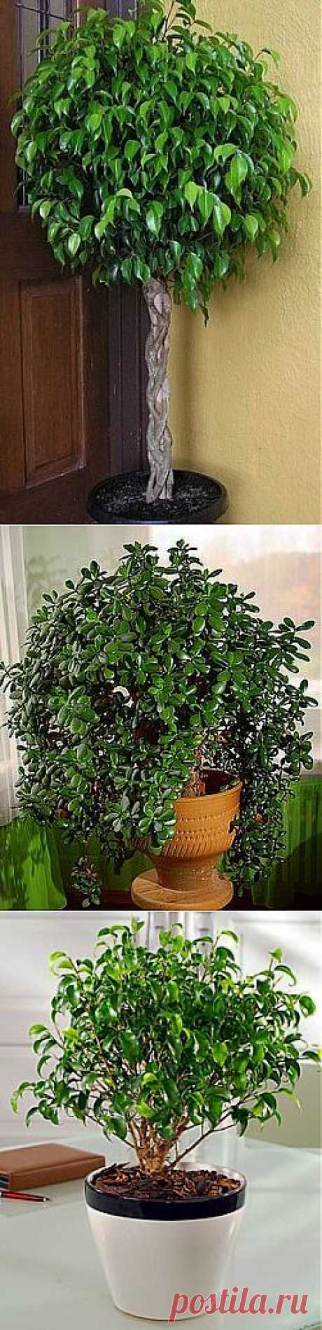 Почему опадают листья у комнатных растений - FB.ru