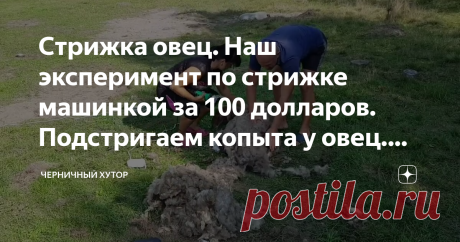 Стрижка овец. Наш эксперимент по стрижке машинкой за 100 долларов. Подстригаем копыта у овец. Новые ножницы.