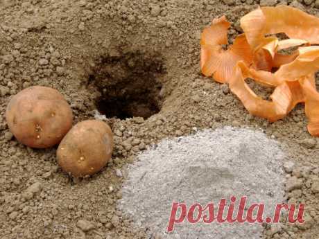 Чем удобрить картофель во время посадки в лунки