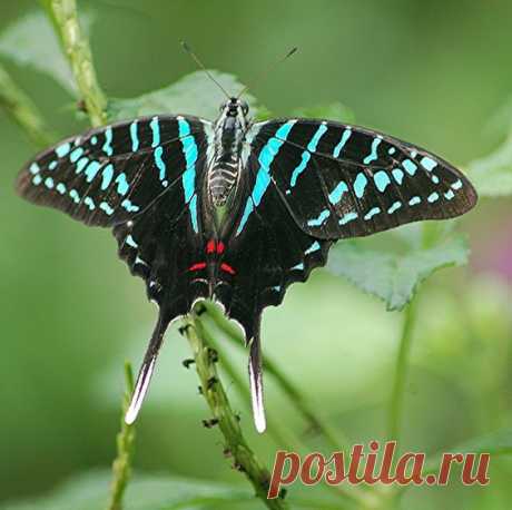 Striped Sword-tail (Graphium antheus), 
flickr от jungle mama   |   Pinterest • Всемирный каталог идей