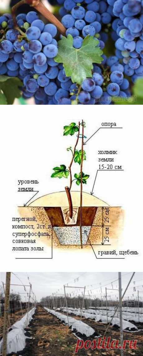 Как вырастить виноград: посадка, размножение, уход, подкормка