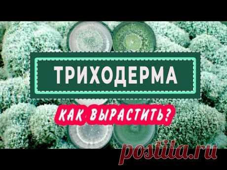 ТРИХОДЕРМА Как вырастить и как использовать?