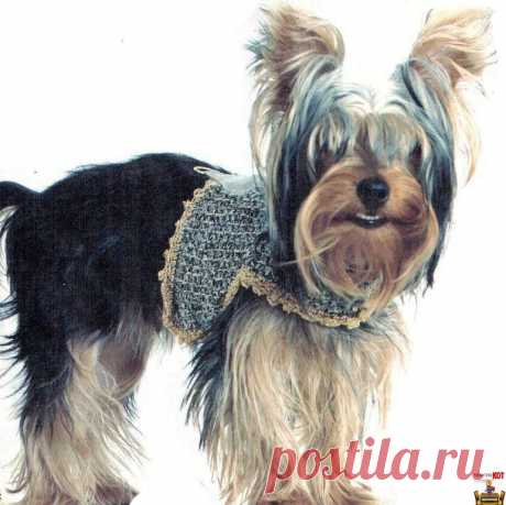 Вязаная одежда крючком для собак – Топ для маленьких собак - Чисто КОТ