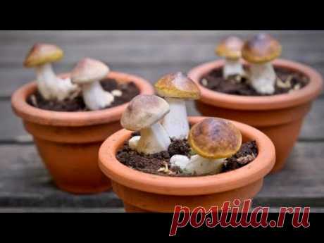 Как вырастить много белых грибов дома? РАЗОБЛАЧЕНИЕ ОБМАНА