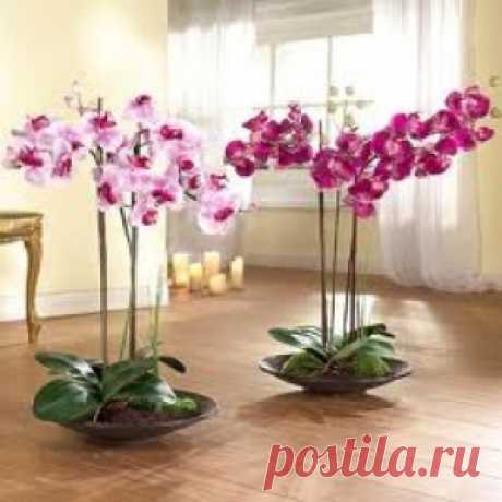 Уход за орхидеями |