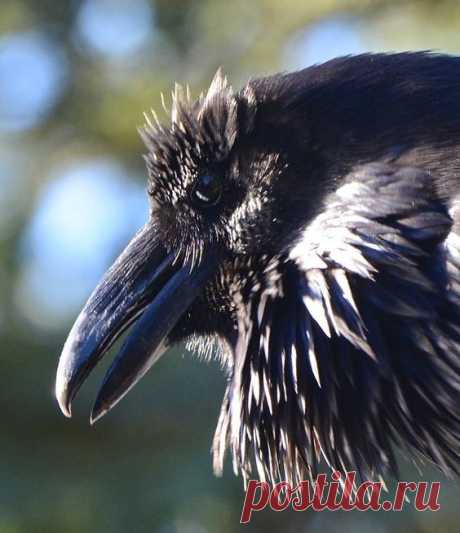 (128) Wendy Davis Photography Your daily raven | Crows, ravens