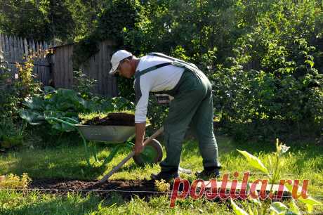 Работы в конце августа на даче: Работы на огороде и в саду в августе — Моя дача — Информационный портал города Мичуринска. Афиша
