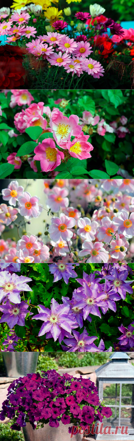 Цветы лета: фото красивых летних цветов и растений