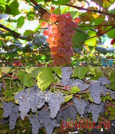 Осенняя обработка винограда от болезней или как получить здоровый урожай