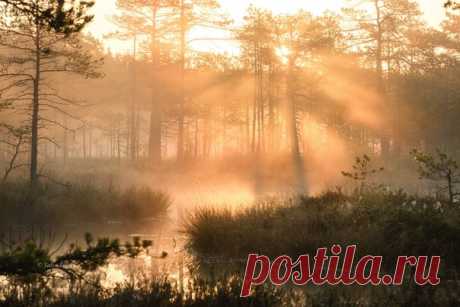 Утренний свет льётся сквозь ряды стройных сосен где-то в Ленинградской области. Автор фото – Юлия Лаптева. Солнечного утра!