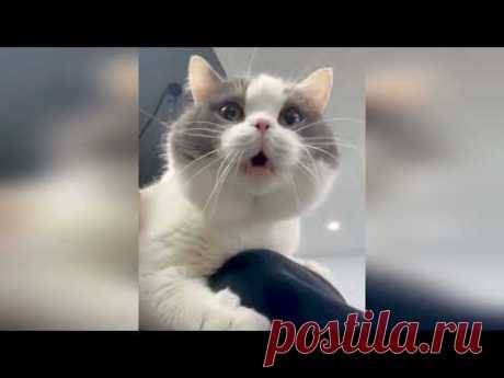 Забавные кошки: смех до слез | Приколы с кошками (2024)