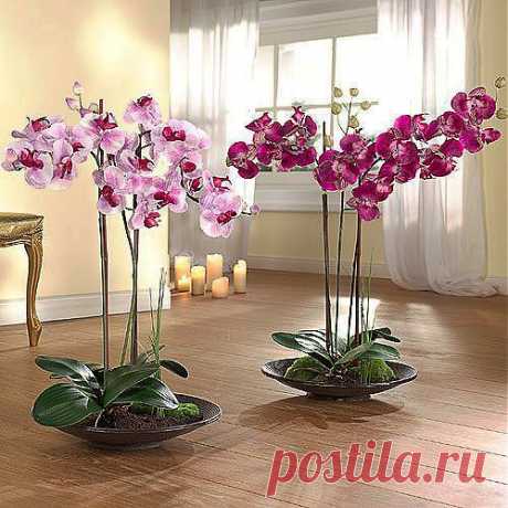 Орхидея в вашем доме / Все для женщины
