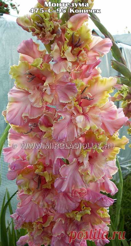 Гладиолус Монтезума mirgladiolus.ru © Лазаревич Тамара МИР ГЛАДИОЛУСОВ