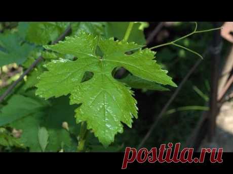 Определение сорта виноград по листу