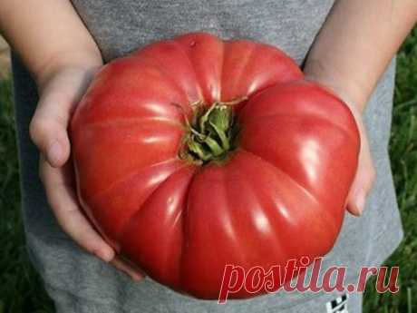 Какие сорта томатов считаются самыми урожайными