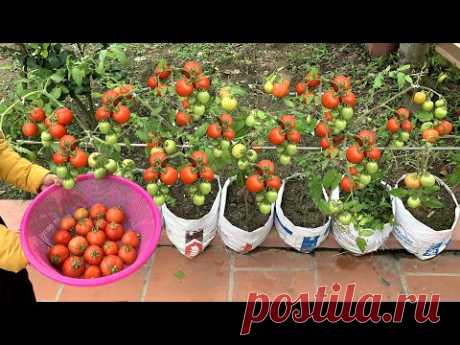 Используйте мешки для выращивания помидоров дома, легко и недорого