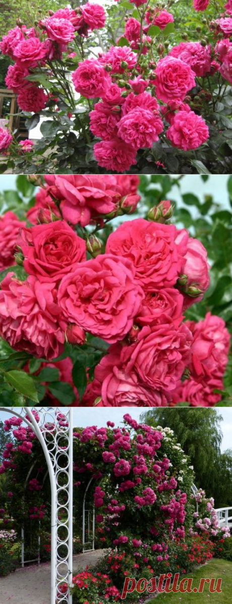 Роза Лагуна: плетистая красавица в вашем саду