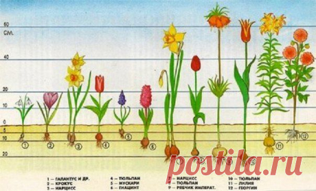 ПОЛЕЗНАЯ ШПАРГАЛКА: Глубина посадки луковичных