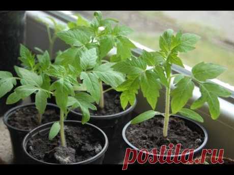 Проверенный временем способ выращивания рассады перца и помидор. Часть1 - YouTube
