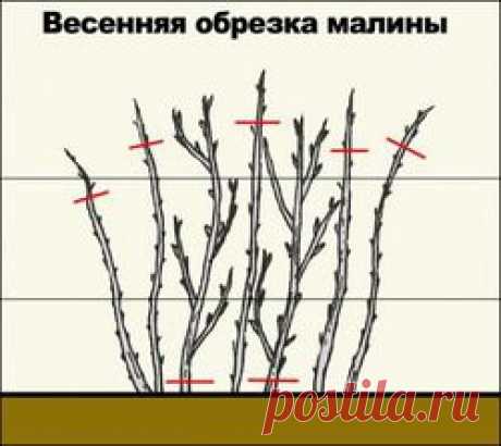 Искала для себя, делюсь с вами мои Асиендочки. Обрезка малины.: Группа Плодовые деревья и кустарники