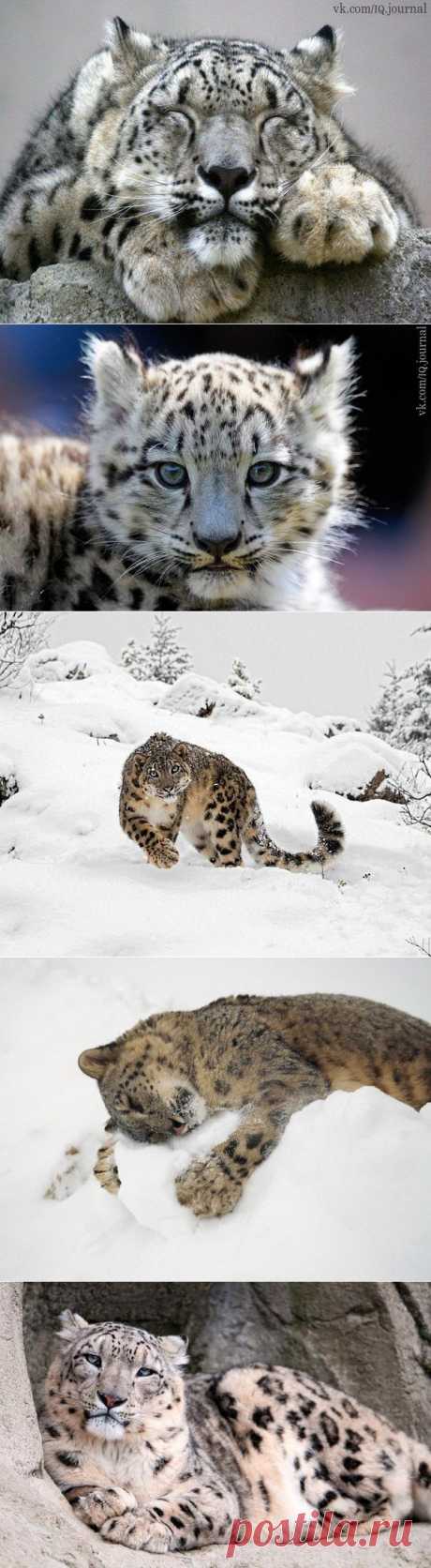 Снежный барс Ирбис, или снежный барс, или снежный леопард — крупное хищное млекопитающее из семейства кошачьих, обитающее в горных массивах Центральной Азии. Внешний вид этого зверя указывает на большое сходство с леопардом. Действительно, размером и осанкой эти звери схожи (длина тела у снежного барса немногим больше метра, вес 25-40 кг). У снежного барса такая же пятнистая окраска, но тем не менее это совершенно разные звери....