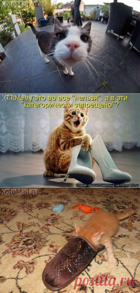 Любопытный котейка | KotoMail.ru