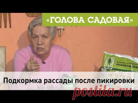 Голова Садовая - Подкормка рассады после пикировки