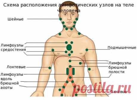 ЛИМФА — ЖИВАЯ ВОДА НАШЕГО ОРГАНИЗМА

Лимфатическая система – одна из самых сложных и хитро устроенных систем человека. Это система вывода ядов из организма, особенно бактериальных и грибково-паразитарных ядов простейших. Практически от этой системы зависит иммунитет человека, а иммунитет – это Жизнь! С лимфатической системой мы обращаемся самым непотребным образом – а с нею нужно обращаться только «на Вы»!

Лимфа — живая вода нашего организма

Лимфатическая система состоит...