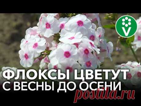 ВСЕ, ЧТО НУЖНО ЗНАТЬ О ФЛОКСАХ. Советы биолога для шикарного цветения