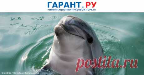 С сентября 2024 года будет запрещено вылавливать дельфинов и других морских млекопитающих для дельфинариев и океанариумов Это можно будет делать строго на основании специального решения комиссии, создаваемой Правительством РФ.