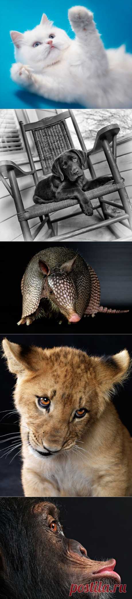 Портреты животных от Леннетт Ньюэлл | В мире интересного
