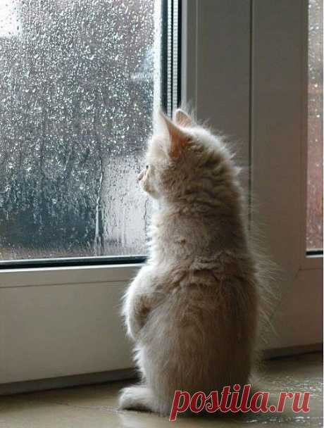 Вот это ливень! Бог ты мой! 
И как она пойдёт домой? 
С утра сказал насчёт зонта - 
Да кто здесь слушает кота?