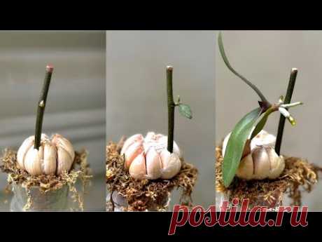 Только 1 зубчик чеснока — орхидея будет растить молодые бутоны и цвести таким образом без остановки