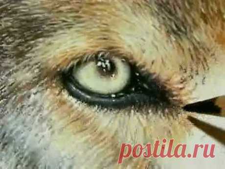 Painting a Day Demonstration - Wolf Eyes by Roberta &quot;Roby&quot; Baer - YouTube