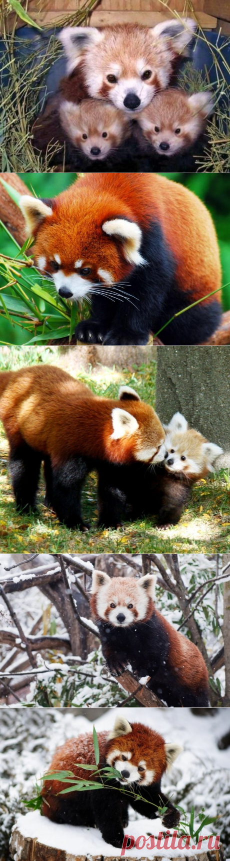 Симпатичный зверек красная панда — хищное животное.