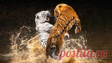 Скачать обои животные, тигры, белый, вода, брызги, ветки, тигр, прыжок, лапы, купание, пасть, пара, водоем, позы, два, тигра из раздела Животные, в разрешении 2000x1125