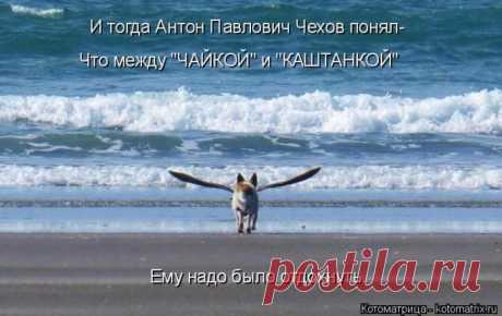 Забавные котоматрицы - ФОТО (22.05.2015)