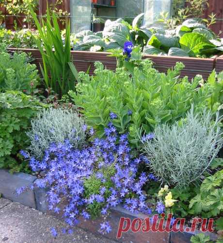 Синие цветы в саду, фото, схемы | Сажаем Сад