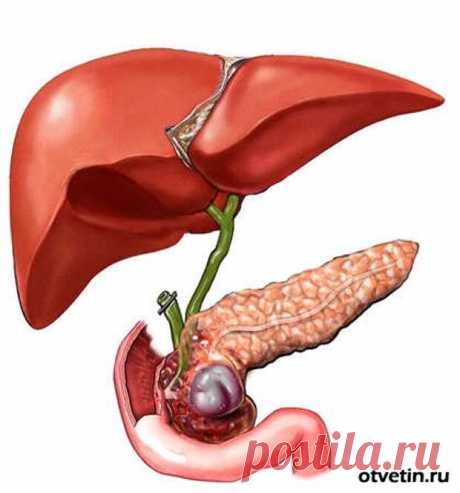 ПЕЧЕНЬ И ЖЁЛЧНЫЙ РАБОТАТЬ ДОЛЖНЫ, ПРОБЛЕМЫ С НИМИ НИКОМУ НЕ НУЖНЫ.