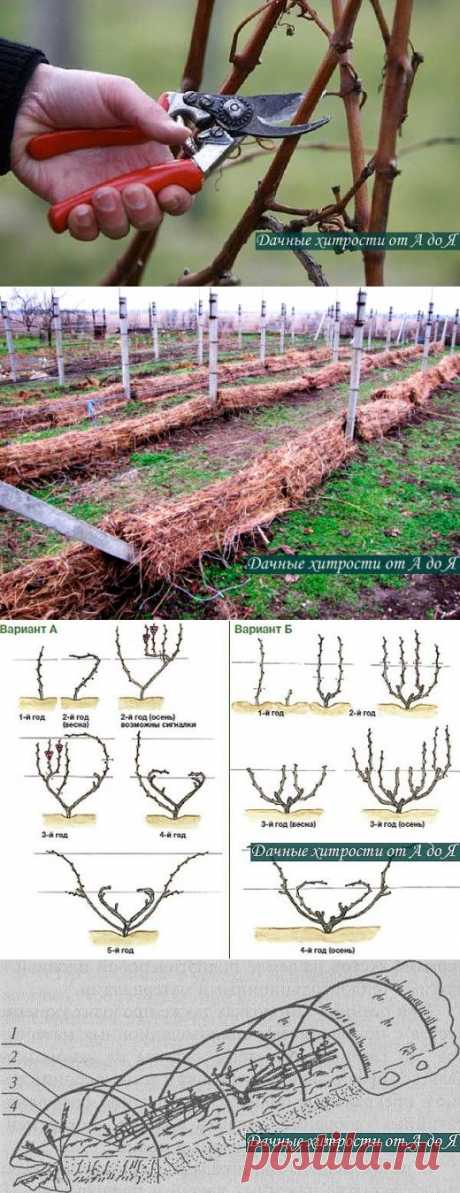 (23) Одноклассники. как правильно укрыть виноград на зиму + обрезка.