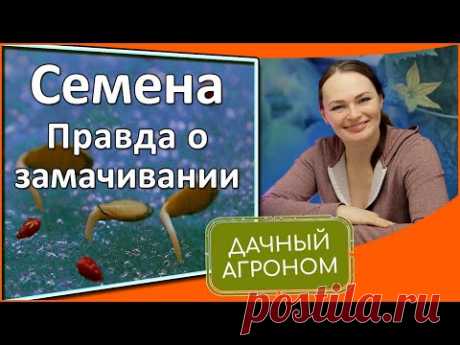 Как не убить семена  Замочить, прорастить, протравить семена перед посадкой без глупостей