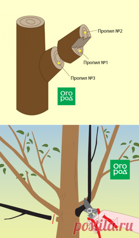 Обрезка груши осенью для новичков: наглядные схемы, понятные советы