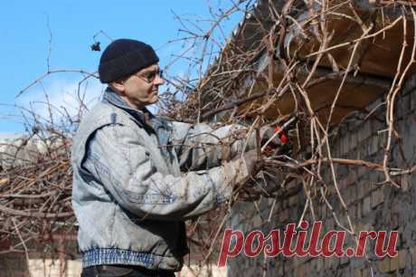 Когда нужно обрезать лозу на винограде | Виноград (Огород.ru)