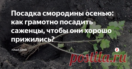 Посадка смородины осенью: как грамотно посадить саженцы, чтобы они хорошо прижились? Многие огородники предпочитают не устраивать «танцы с бубнами» вокруг черенков смородины, а сажать их сразу в почву – под зиму. И резон в этом есть: по весне укорененные саженцы тронутся в рост первыми. Такие саженцы гораздо лучше будут приспособлены к условиям сада, нежели те, которые посажены весной, да и сажать смородину таким образом проще и легче