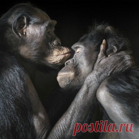 Фотограф Тим Флеч (Tim Flach) и его фотографии животных