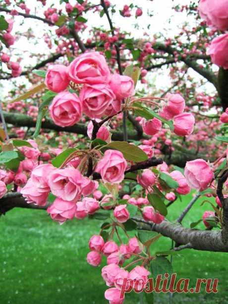 Best Crabapples for Your Yard
