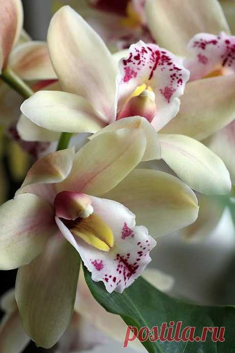 Cymbidium orchids | Beautiful Flowers around the world