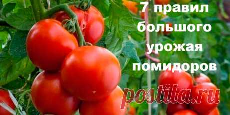 7 правил большого урожая помидоров | Полезные советы